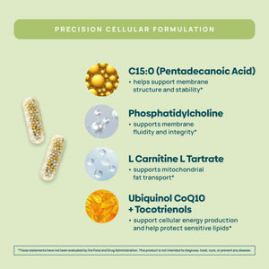 C15:0 Pentadecanoic Acid Supplement - Longevity, Cellular & Membrane Support, Micro-Granule Enhanced Absorption, Phosphatidylcholine, L-Carnitine