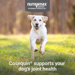 Nutramax Cosequin for Dogs Joint Health Supplement, Contains Glucosamine for Dogs, Chondroitin, MSM and Omega-3s, Supports Joint and Skin and Coat Health, Soft Chews, 60 Count Nutramax LaboratoriesBuy Supplements Australia