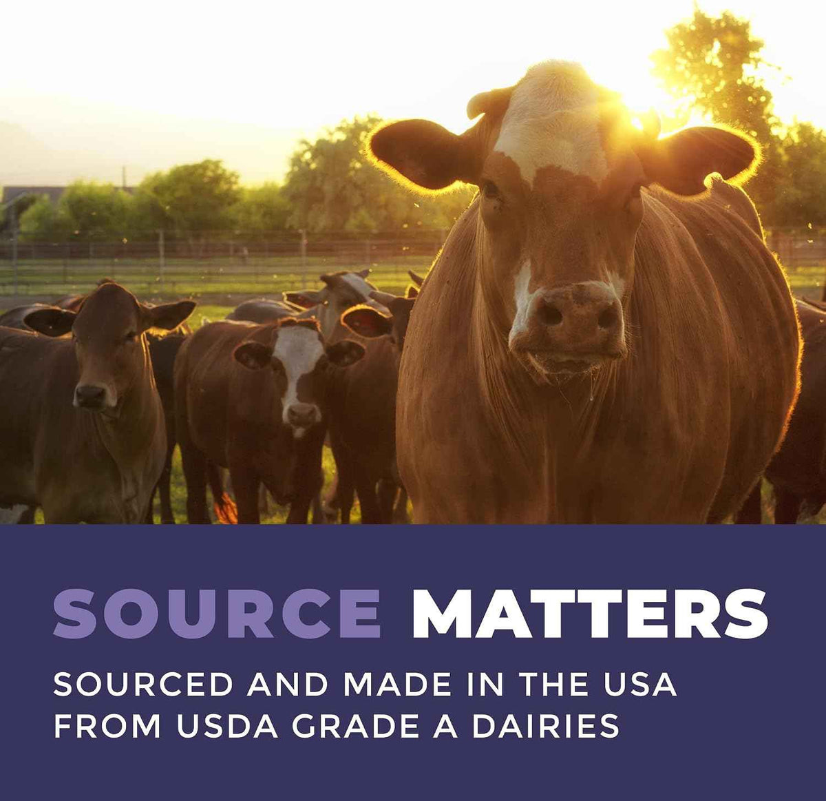 Colostrum Powder - USA Sourced Bovine Colostrum for Humans for Immune Support, Gut Health, Muscle Recovery - Single Ingredient, No Additives, Grass Fed, Non-GMO Colostrum Supplement for Women and Men