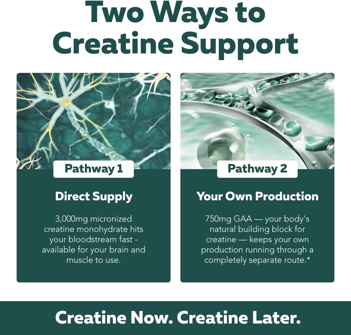 Creatine Reserve - Creatine Monohydrate Plus GAA for Mind, Muscle & Energy Support - Dual Pathway Delivery Creatine Supplement for Women & Men - Active B Vitamins & Taurine, Non-GMO (1 month supply)