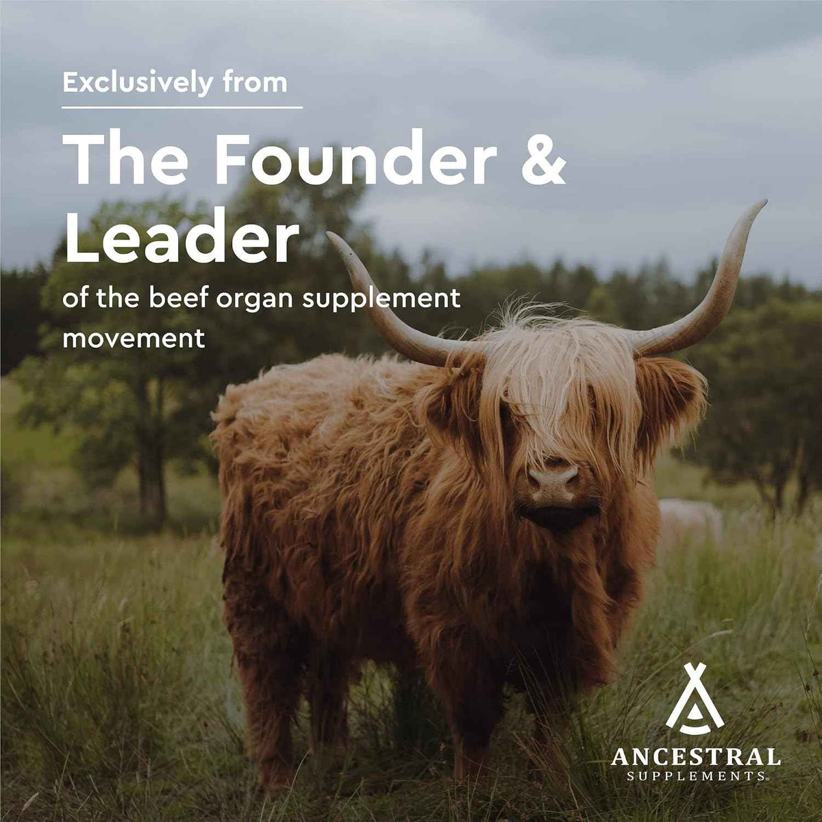 Ancestral Supplements Grass Fed Beef Gallbladder Supplement, 180 Ct - With ox bile and liver support, this formula promotes bile flow, digestive health and gallbladder function.
