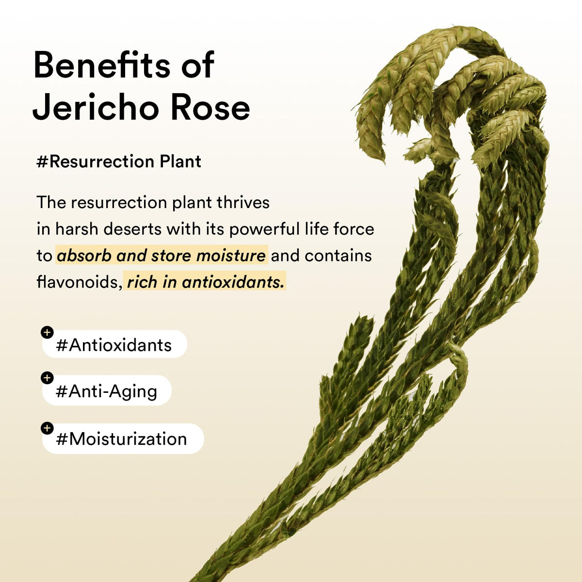 Abib Collagen Eye Patch Jericho Rose Jelly - 60 Patches - Hydrating Korean Under Eye Masks with Caffeine & Niacinamide