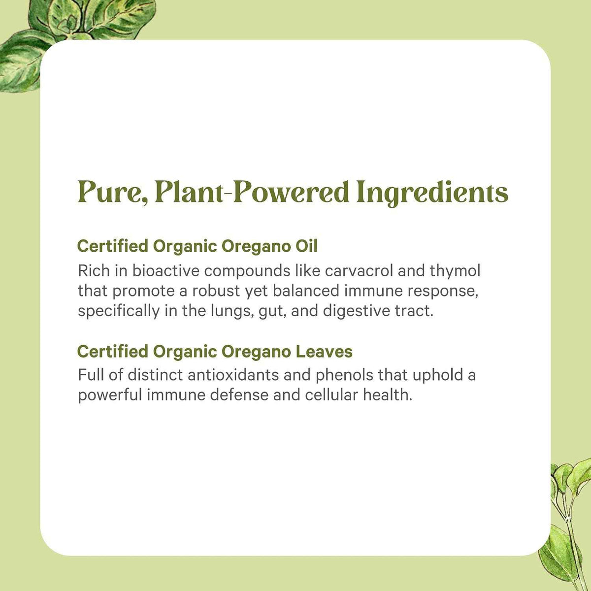 PURE SYNERGY SuperPure Oregano Extract - Oregano Oil Extract Capsules - Organic Oil and Leaf Supplement - for Immune, Digestive, and Respiratory Health (60 Capsules)