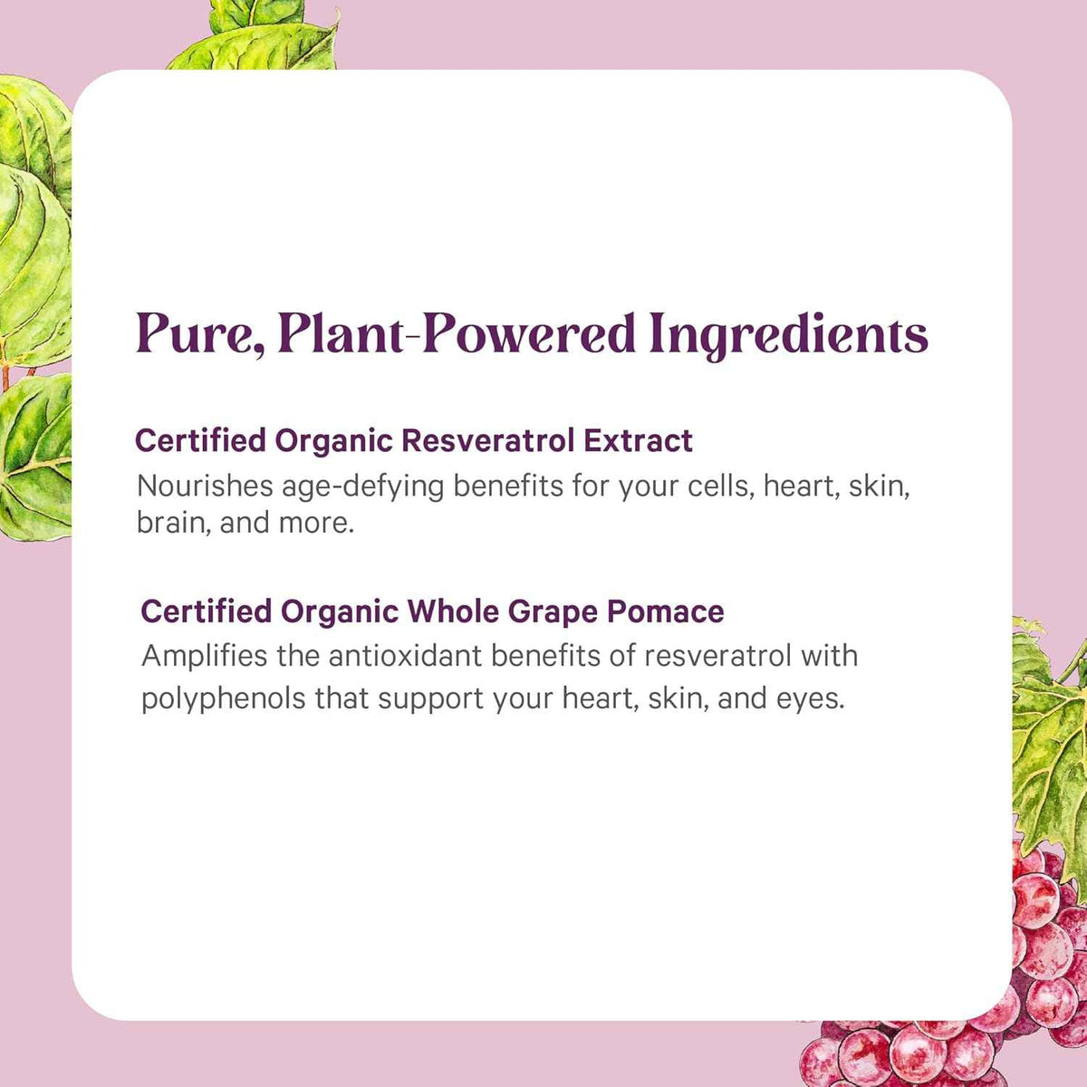PURE SYNERGY SuperPure Resveratrol Extract - Organic Resveratrol Supplement - Antioxidant Trans-Resveratrol Extract with Grape Polyphenols - for Healthy Aging, Heart, and Skin Health (60 Capsules)