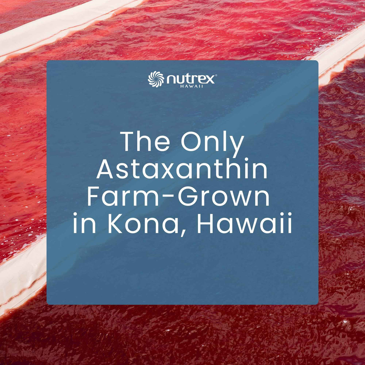 Nutrex Hawaii BioAstin Hawaiian Astaxanthin - 12mg, 90 Softgels - Farm-Direct Premium Antioxidant Supplement to Support Eye, Skin