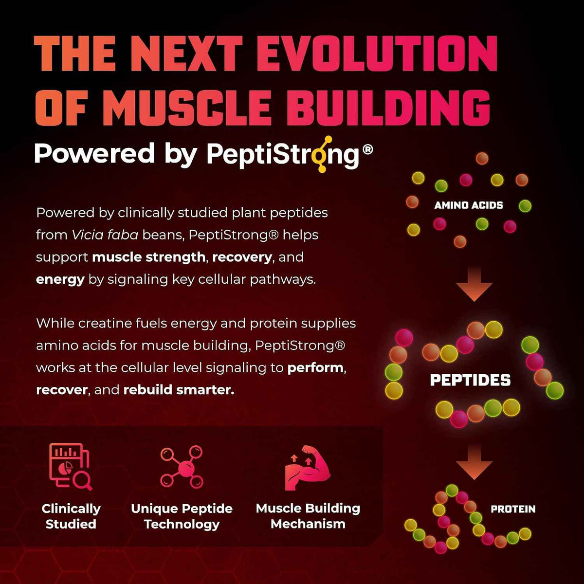 Huge Muscle Growth Peptides, Unique PeptiStrong Peptide Complex, Clinically Studied, Supports Muscle Protein Synthesis, Strength, Performance & Recovery, Advanced Peptide Technology, 30 Servings