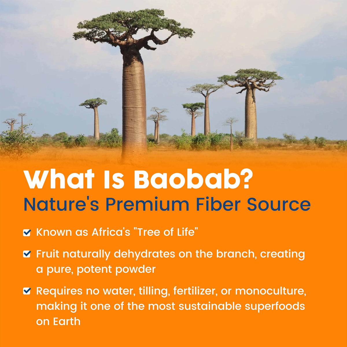 NativePath Organic Baobab Prebiotic Fiber Powder - Digestive Health Supplement - Natural Orange Flavor, 30 Servings