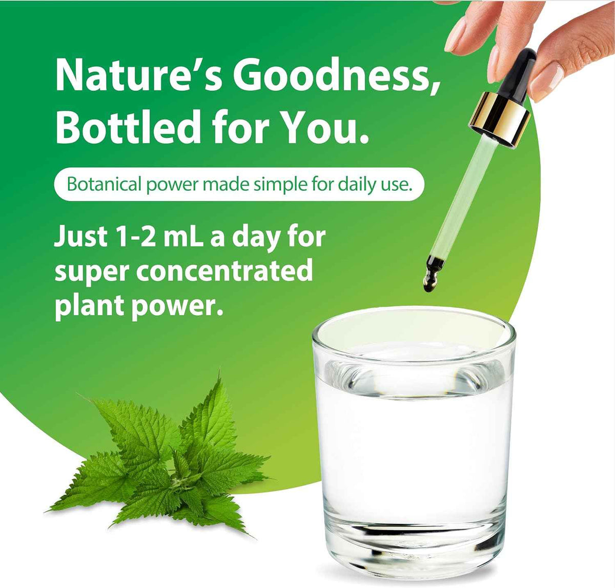 Rainbow Light Nettle Leaf Extract - 2 Fl Oz - Super Concentrated - Alcohol Free - Non-GMO and Gluten Free Herbal Supplement