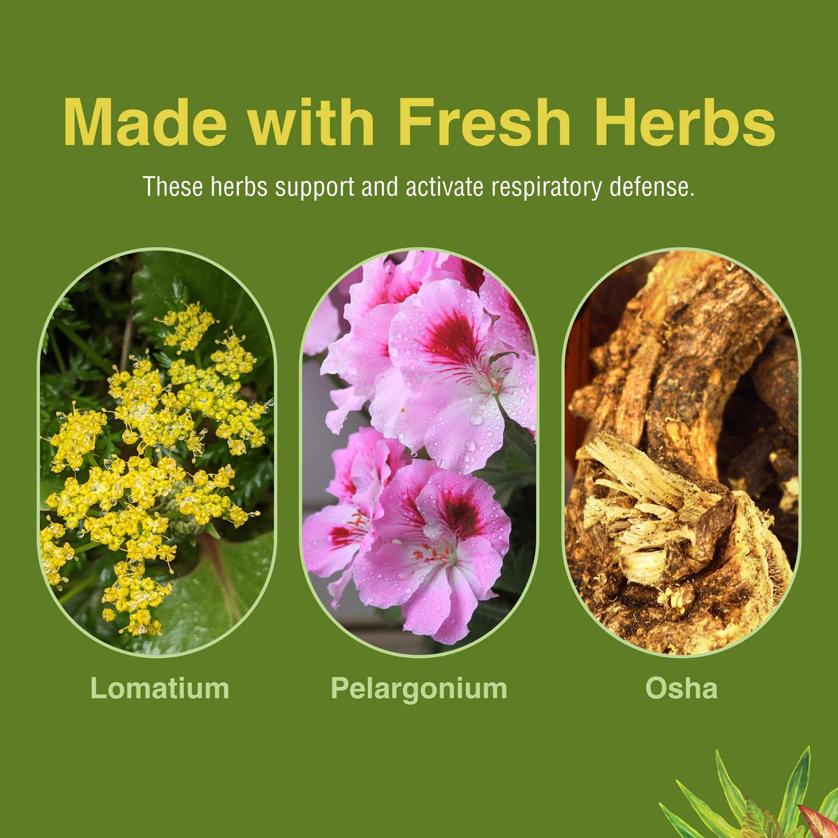 Herbs Etc. Loviral - Lung Health Supplement for Respiratory Defense & Support - Herbal Supplement with Lomatium, Pelargonium & OSHA - Gluten-Free - 60 Softgels (60 Servings)