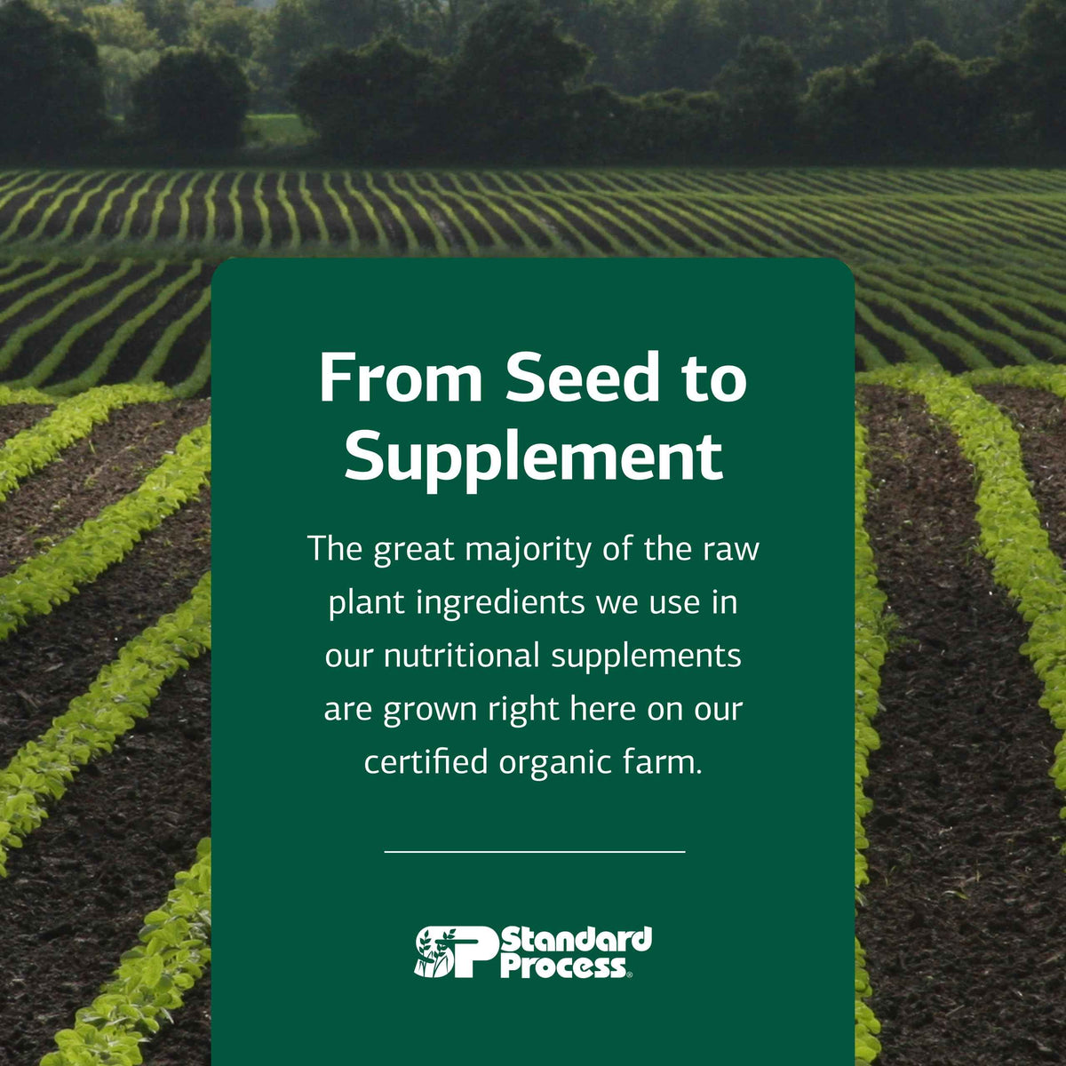 Standard Process Nutrimere - Supports Joint Health - Joint Supplement with Perna Canaliculus & New Zealand Green Mussel - Gluten-Free, Non-Soy & Non-Dairy - 90 Capsules