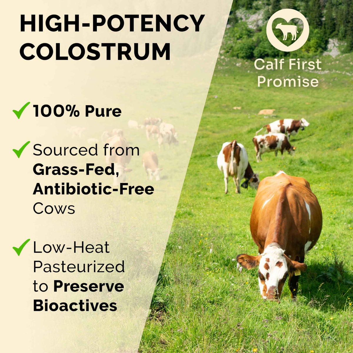Premium Colostrum Supplement Highest IgG for Gut Health, Immune Support & Recovery Superfood, Anti-Age - Pure Grass-Fed Bovine Colostrum Powder