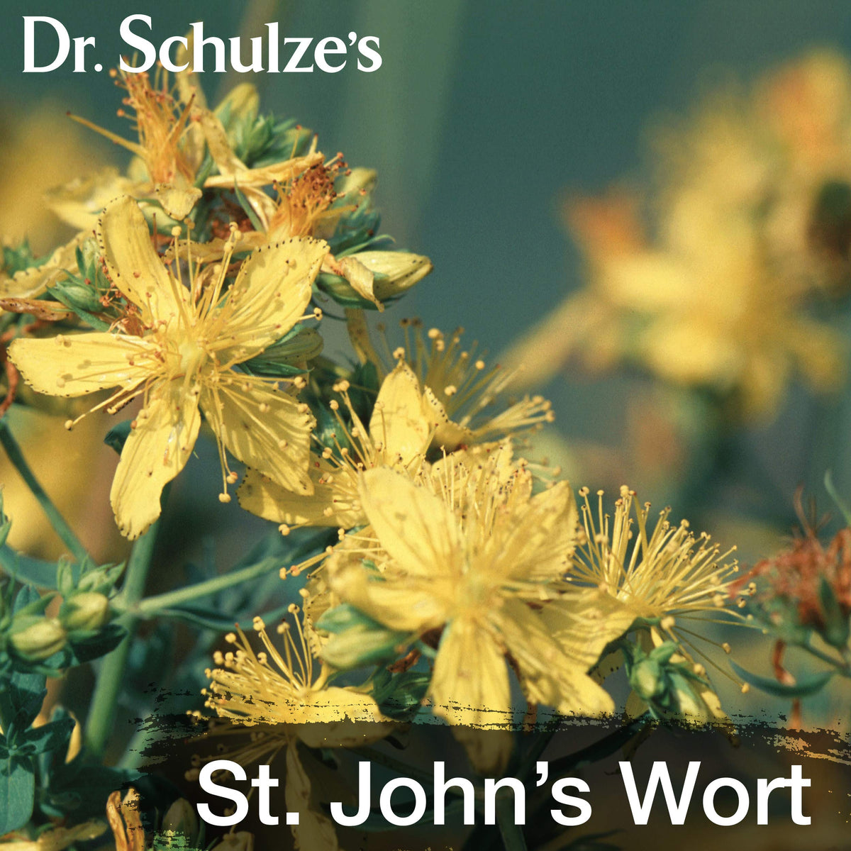 Dr. Schulze's Deep Tissue Oil | Powerful Herbal Support for Muscles, Tendons and Joints